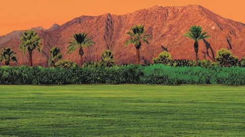 ANNOUNCED: THEY. at Coachella